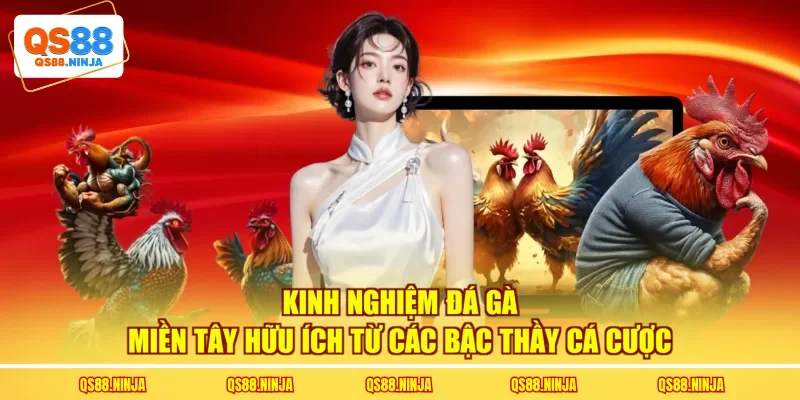 Kinh nghiệm đá gà miền Tây hữu ích từ các bậc thầy cá cược